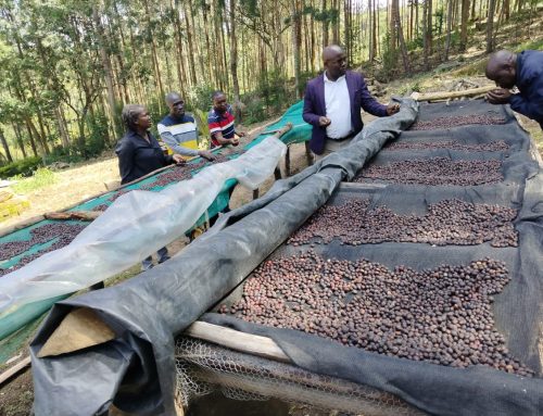 KNCCI Publishes Coffee Sector-Wide Impact Assessment on Human Rights and Sustainability